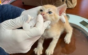 Abandonados a su suerte pero rescatados por la Policía de Misiones: Cachorros y gatitos salvaguardados, fue en la ciudad de Posadas y la localidad de Jardín América