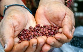 Proyecto Trinacional Raíces inicia acciones en las provincias de Misiones y Jujuy y refuerza la cooperación regional y el compromiso con sistemas alimentarios resilientes