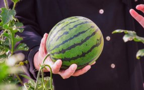 Se realizará una capacitación sobre producción de sandía y melón contra estación en la provincia de Misiones
