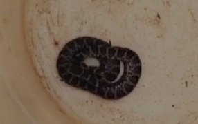 Oberá: Presencia de la serpiente en el interior del predio escolar