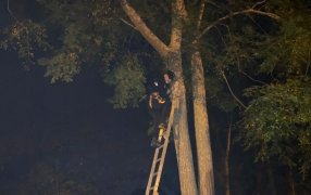 Una intervención poco habitual, pero cargada de empatía: A pedido de una familia policías de la ciudad de Oberá rescataron a su gato atrapado en un árbol