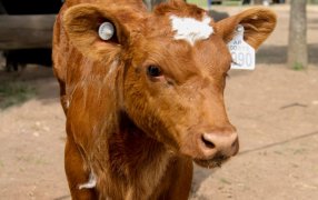 Se desarrollará una importante charla capacitación del SENASA en el Municipio misionero de Apóstoles