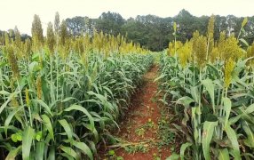Misiones: Evalúan variedades de sorgo como alternativa forrajera