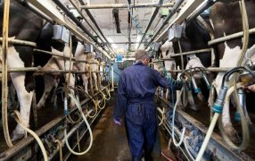 La producción lechera está en alza y las exportaciones son las más altas en 14 años