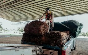 Productores tabacaleros de la provincia de Misiones prevén superar los 32 millones de kilos acopiados en una histórica cosecha