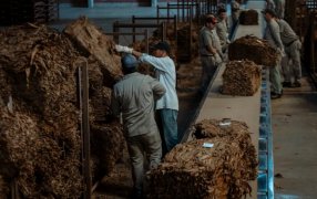 El acopio del tabaco en la provincia de Misiones ya generó más de 45.600 millones de pesos a productores