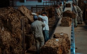 Misiones: La Justicia liberó la ruta del tabaco, miles de productores vuelven este miércoles a entregar su materia prima
