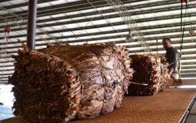 Acopio en el Municipio de San Vicente: Prevén cerca de tres mil toneladas y aseguran que “los productores están entregando normalmente su tabaco”