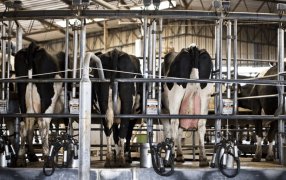 La producción de leche sigue por la senda alcista y va camino a ser la más alta en una década, en Noviembre, los tambos ordeñaron un 8,1% más que en igual mes del año pasado