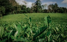La cartera agraria de la provincia de Misiones publicó un informe sobre la zafra tealera 2025-2026