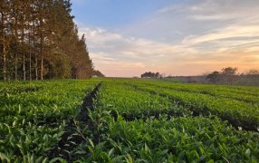 De Misiones al mundo: El primer té argentino con baja huella de carbono