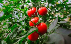 Hortalizas, frutas y especies medicinales: La provincia de Misiones impulsa una estrategia integral para seguir ampliando la matriz productiva