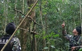 Detectaron y destruyeron trampas usadas de caza furtiva en un monte en la localidad misionera de Gobernador Roca