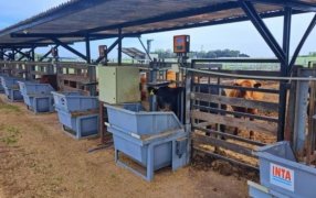 Con trazabilidad electrónica, la ganadería “conecta” con una nueva forma de tomar decisiones