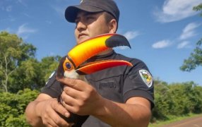 Policías de Misiones rescataron a un tucán con el pico atascado en un poste de luz en el Municipio de San José