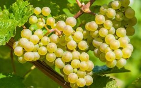 La salud de los jugos naturales: San Juan y Mendoza impulsan una Ley para potenciar al mosto