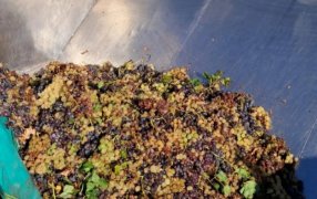 Fiambalá y Tinogasta en Catamarca se posicionan como referente de Argentina con su producción en uva