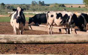 Un informe del OCLA: Argentina cerró el 2025 con 9.013 tambos existentes