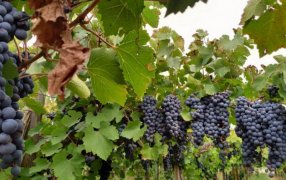 “El 95% de la industria del vino está de acuerdo”: Viñateros y la Corporación Vitivinícola Argentina  cruzaron al Ministro de Desregulación Federico Sturzenegger