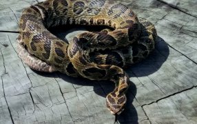 Alerta en la provincia de Entre Ríos: En 2025 aumentaron un 75% las mordeduras de serpientes yarará a personas