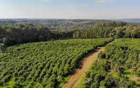 Misiones: La localidad de Comandante Andresito fortalece su perfil como polo de producción orgánica de yerba mate en la provincia