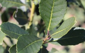 El INYM comienza el viernes una serie de Jornadas Itinerantes en la zona productora, en el Municipio misionero de Aristóbulo del Valle