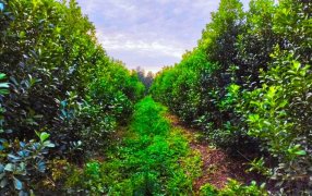 La yerba mate orgánica proyecta una rentabilidad del 34% y supera al modelo convencional