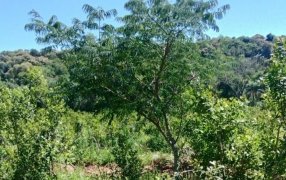 Crecen con buen desarrollo los árboles implantados en yerbales para lograr resiliencia climática