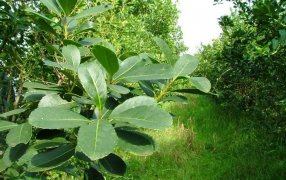 Actualización del Costo de Producción de la Hoja Verde de Yerba Mate