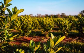 Producción y conservación: La provincia de Misiones impulsa la restauración de los agroecosistemas yerbateros