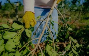 Encuentro Misionero impulsa una Ley de Trazabilidad para ordenar la cadena yerbatera
