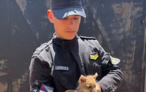 Apóstoles: Una mujer encontró a un cachorro de zorro jugando con sus perros y la Policía de Misiones  intervino para resguardarlo