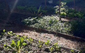 Posadas: Presentaron el Proyecto “De la Huerta al Plato con Sabor a Escuela”