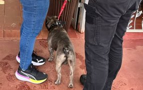 Recuperaron en la localidad misionera de Dos de Mayo un perro bulldog francés robado y vendido, el animal fue devuelto a su dueña en buen estado