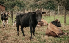 Entrega de reproductores bovinos y ovinos para fortalecer la cuenca lechera de la provincia de Misiones