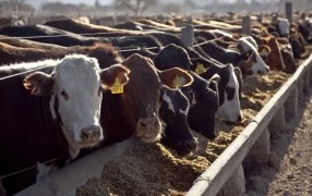 El stock vacuno puede caer en dos millones de animales