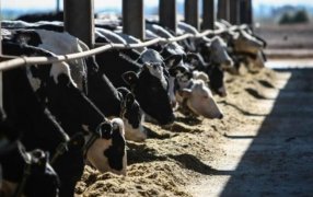 Córdoba, Santa Fe y Entre Ríos solicitaron que la lechería sea declarada economía regional