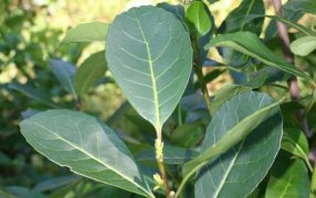 Actualización del costo de producción de la hoja verde de yerba mate