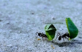 Un veneno casero para matar las hormigas negras en la huerta en casa