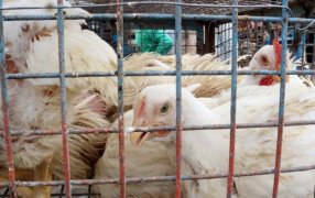 Argentina, en alerta preventiva ante el avance de la gripe aviar en Sudamérica