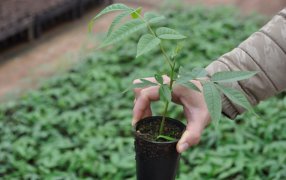 Una empresa ya plantó doscientos mil árboles nativos en Misiones y proyecta expandir su impacto regenerativo