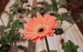 Misiones: Fortalecen la producción y comercialización de flores