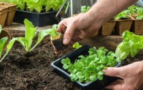 Misiones: Inscripciones para el Taller de Huertas Familiares en la localidad de Capioví