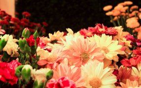 Apertura de nuevos mercados: Misiones avanza en la organización florícola, nace una Cooperativa Provincial y se prepara el primer envío de plantas a Buenos Aires