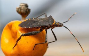 Chagas: Una enfermedad silenciosa que alcanza 1.600.000 infectados en la Argentina