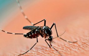 Ante el efecto climático "El Niño": El Ministerio de Salud de Nación recordó medidas de prevención frente al ascenso de casos de Dengue