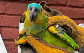 Avanza el Proyecto de Ley para la creación del primer Juzgado de Protección Animal de la provincia de Misiones