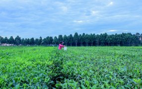 Misiones: La COPROTÉ actualizó el precio de la hoja verde de té