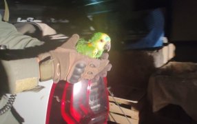 Operativo “Nido de Cotorras”: Rescatan 155 ejemplares de loros que eran transportados en una camioneta en Santiago del Estero