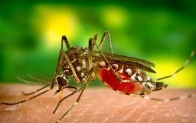 Según una investigación: Novedoso estudio para combatir el Dengue, usan peces autóctonos